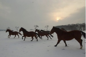 Pferde auf der Schneekoppel